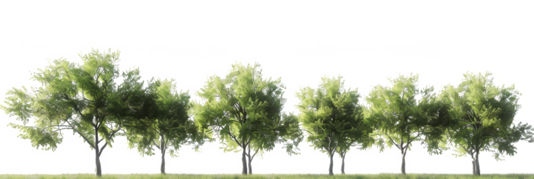 A cutout image of green trees in a park, meticulously isolated with the background removed, ideal for photo editing and seamless integration into various digital compositions or designs.