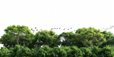 The PNG file captures a scene of birds soaring over a lush green forest, with the sky removed, offering a versatile element for designs requiring a natural woodland landscape.