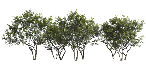 A PNG format image suitable for rendering, showcasing trees adorned with lush green leaves against a removed background.
