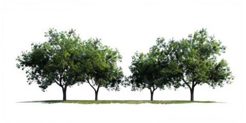 A crafted PNG image, optimized for rendering purposes, showcasing trees adorned with vibrant green leaves against a seamlessly removed background.