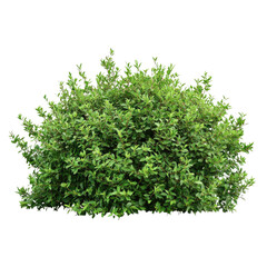 Obraz premium a realistic photo of large bush, isolated on Transparent background,