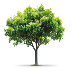 A prepared PNG image featuring a tree, tailored for rendering purposes, with sunlight streaming from above, vibrant green leaves, and a removed background for optimal integration.