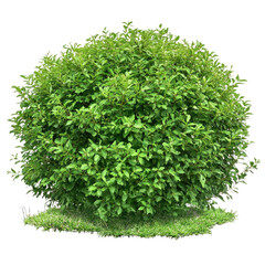 Obraz premium a realistic photo of large bush, isolated on Transparent background,