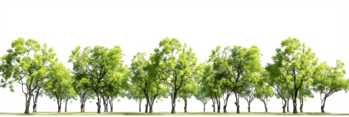 A prepared PNG image featuring trees set within a park environment, cut out for rendering purposes, with leaves basking in the sunny daytime, and a removed background.