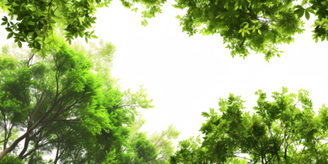 A crafted cutout image, ideal for rendering, portraying a view looking up at summer green leaves within a park setting, with the sky removed for seamless integration.