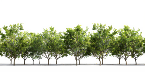 A cutout image, ideal for rendering, showcasing trees situated in a park with the sun shining above, lush green leaves, and a seamlessly removed background for effortless integration.