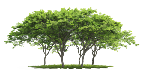A cutout image designed for rendering, featuring vibrant green leaves, lush green grass, and a summertime ambiance, with the background removed for seamless integration.