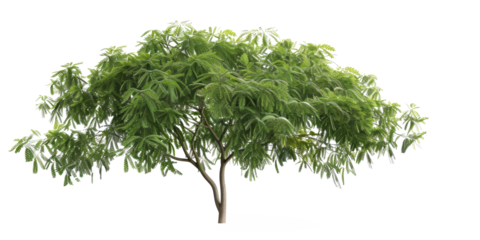 A cutout image of a tree with the sun above, adorned with lush green leaves, and a removed background for seamless integration into image editing projects.