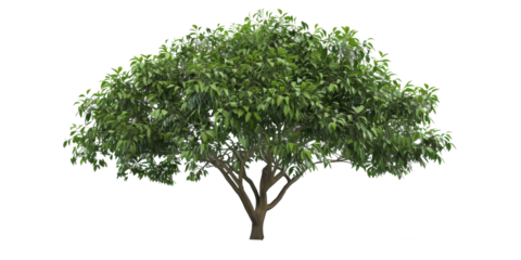 A cutout image of a tree with the sun shining above, boasting lush green leaves, and meticulously prepared with the background removed, ideal for rendering purposes.