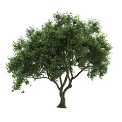 Obraz premium A cutout image of an old tree adorned with lush green leaves, expertly isolated with the background removed, tailored specifically for rendering purposes.