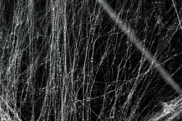 Spooky creepy cobweb spiders web covered a black background