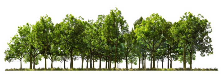 A carefully prepared cutout image capturing a forest scene with lush green leaves basking in sunlight, isolated with the background removed, suited for rendering purposes.