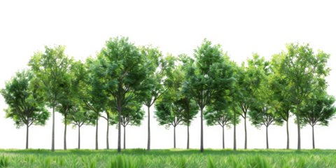 The PNG file captures a vibrant summer day in a park, where bright green leaves rustle on the trees and the sun bathes the lush, green grass in warm light.