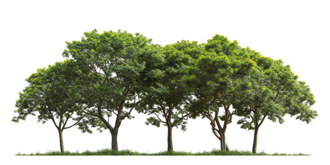 The image showcases vibrant green trees in a serene park setting, their leaves full of life, with the background removed to highlight the peaceful scene against a clear backdrop.