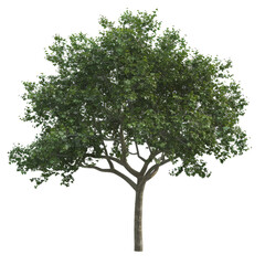 The PNG file showcases a tree with lush green leaves, set against a clear, transparent background for a clean and unobstructed view.