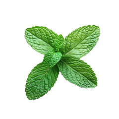 Mint leaves isolated on Transparent background,