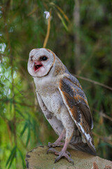 Barn Owl (Tyto alba) standing on cut log in the forest