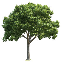 Obraz premium green tree, png clipart with Transparent background