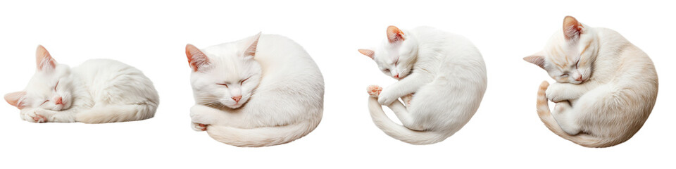 A cute white cat sleeping peacefully in various curled positions, white isolated background.