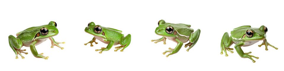 Fototapeta premium Four playful green frogs on a white isolate background, poised in various poses.