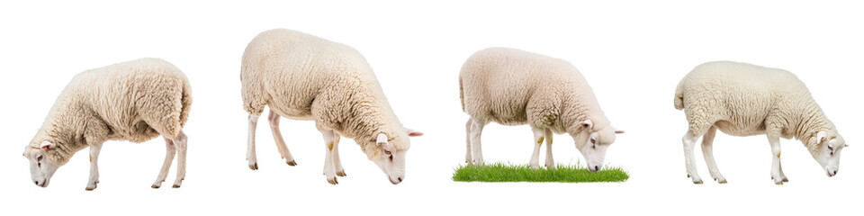 Fototapeta premium Four sheep grazing in a row, white isolated background.