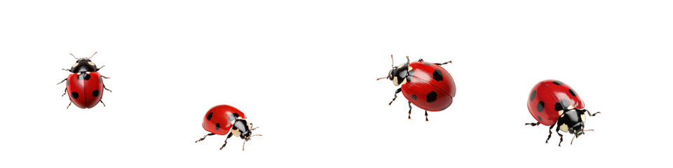 Ladybugs on a white isolated background, showcasing their vibrant red shells and black spots.