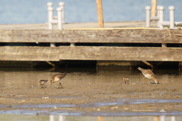 A flock of sandpipers looking for food in a port, on the shore. The ruff (Calidris pugnax) is a medium-sized wading bird that breeds in marshes and wet meadows across northern Eurasia.