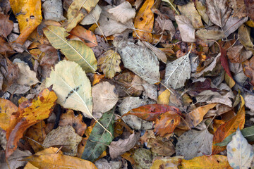 The autumn season is beautiful and pleasant. Yellow, brown, golden, dry green leaves, fallen leaves lie on the ground.