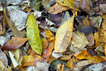 The autumn season is beautiful and pleasant. Yellow, brown, golden, dry green leaves, fallen leaves lie on the ground.