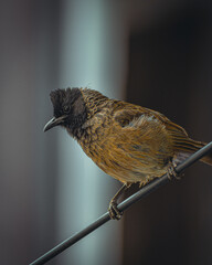 Naklejka premium bulbul bird standing on a wire and watching for the prey