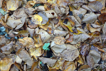 The autumn season is beautiful and pleasant. Yellow, brown, golden, dry green leaves, fallen leaves lie on the ground.