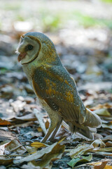Barn Owl (Tyto alba) wandering on the ground among the dry leaves in the forest