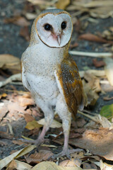 Barn Owl (Tyto alba) wandering on the ground among the dry leaves in the forest