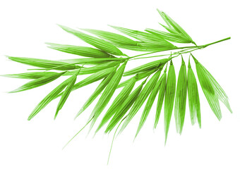 Ear of green oat plant isolated on white background. Macro shoot.