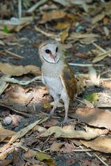 Barn Owl (Tyto alba) wandering on the ground among the dry leaves in the forest