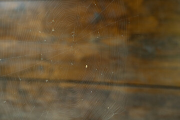 spinnennetz netz spinne