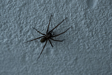 spinne groß