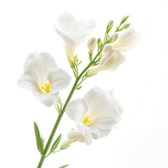 Fototapeta premium White beauty freesia flower isolated on a white background 
