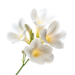 Fototapeta premium White beauty freesia flower isolated on a white background 