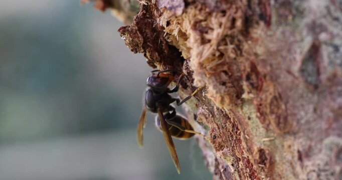 Asian hornet eating wood-boring insects