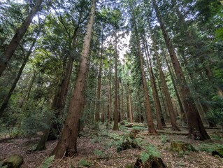 Beautiful forested areas alpine deciduous temperate forests of UK Europe Green Panorama 