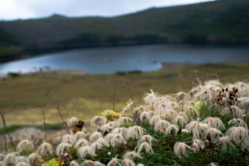 高山植物（チングルマ）
