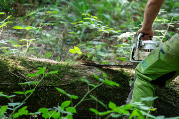 Travail du bois tronçonneuse bucheron bucheronnage gros plan