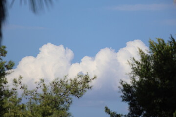 tree branches against  cloudy blue sky
