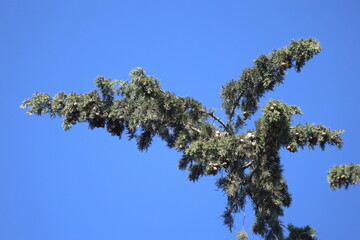 a branch of cupressus sempervirens on blue sky
