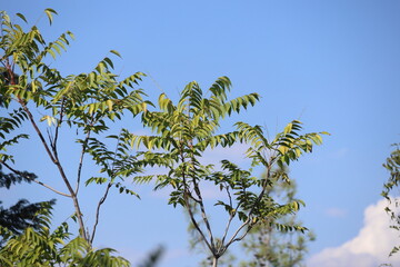 close up of branches of ailanthus altissima (mill) swingle