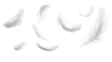 White feathers floating in the air, white feathers isolated on white background 