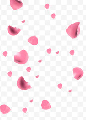 Realistic pink rose petals flying