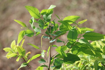 twigs of eucalyptus tree with fresh leaves