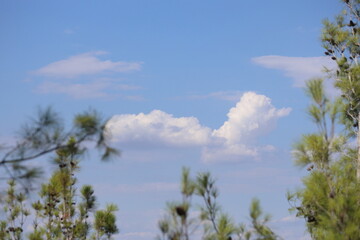 tree branches against  cloudy blue sky

